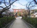鶴岡八幡宮の桜