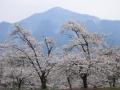 桜と武甲山