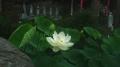 白蓮の花２