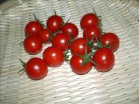 ミニトマト収穫02