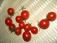 ミニトマトの収穫02