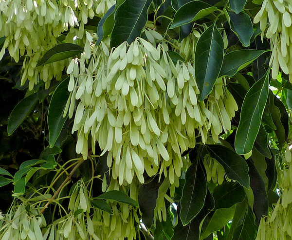 今年のシマトネリコの開花と結実・・・2009 -樹木・花木