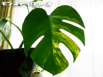 超大特価 斑入りモンステラ 黄斑 - 植物/観葉植物 - alrc.asia