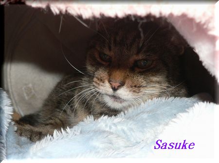 sasuke3.jpg