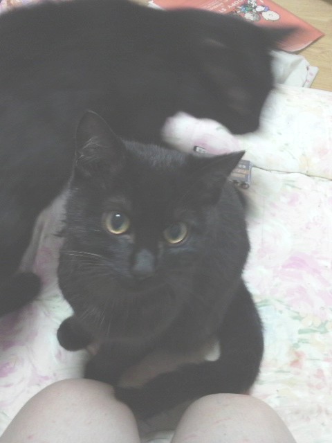 黒猫メス