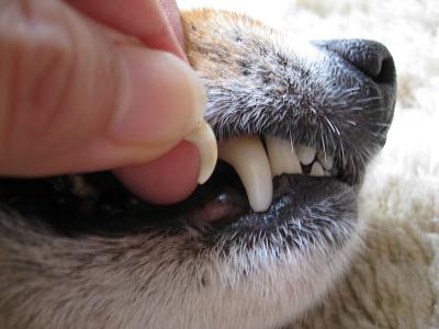 プーの犬歯6.3