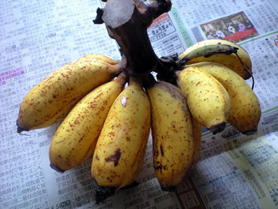banana-tokunoshima.jpg