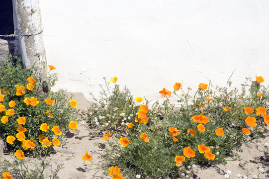 外壁の側に咲くカリフォルニア・ポピー